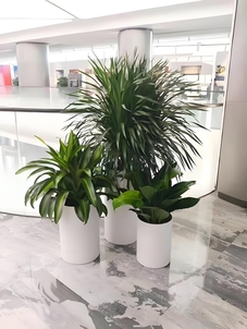 速戳！宁波奉化花卉租摆哪家好的精选推荐